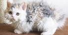 20 Poodle Cats That Are So Fluffy You’ll Squeal | The ...
