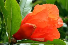 Image result for Punicaceae