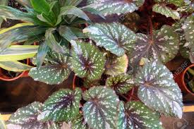 The flowers are insignificant, but with leaves like these, who cares? Leaves Of Begonia Rex Close Up Houseplants Stock Photo Picture And Royalty Free Image Image 123513146