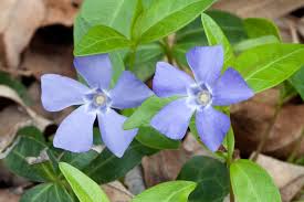Periwinkle Color Wikipedia