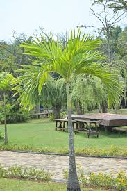 Image result for Arecaceae