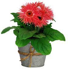 Hgtv Home Plants Home Gerbera Daisy Gerbera Red And Pink