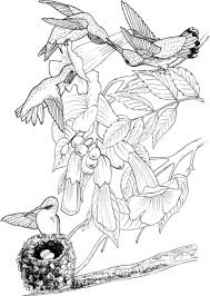 This hummingbird coloring pages will helps kids to focus while developing creativity, motor skills and color recognition. 25 Free Hummingbirds Coloring Pages Printable