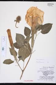 Image result for Datura inoxia