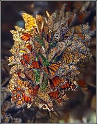 Whether you are feeling happy, sad, energetic, motivational, romantic, devotional, we have handpicked and selected the best profile pictures for girls. Whatsapp Dp Flowers With Butterfly