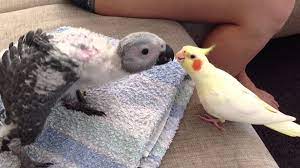 Baby African Grey And Cockatiel Kissing African Grey Parrot African Grey Cockatiel