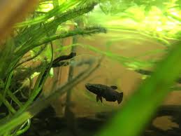 Betta albimarginata kottelat & ng 1994. Hello There Welcome To The World Of Bettas Female Betta Albimarginata