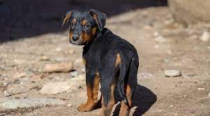 As this a powerful dog who will need consistent german shepherd rottweiler mix is a cross of a german shepherd and a rottweiler, also known as german shepweiler or rottweiler shepherd. German Shepherd Rottweiler Mix Shepweiler Dog Breed Information