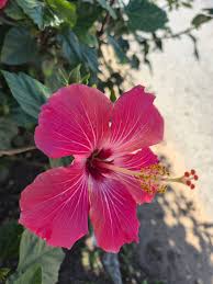 Image result for Hibiscus sidiformis