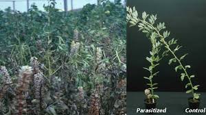 Image result for Tapinanthus forbesii