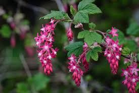 Asked may 14 in star tribune crossword by mr.g | 13 views. Ribes Sanguineum Wikipedia