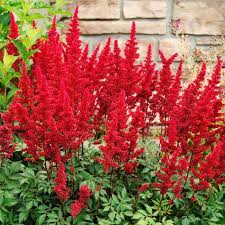 This Pre Planned Garden Comes With Everything You Need To Plant Your Drought Tolerant Garden It Contains 29 Shade Perennials Flowers Perennials Red Perennials