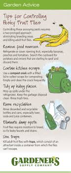 Sep 13, 2018 · the herb requires little water and tolerates hot and cold temperatures well. How To Get Rid Of Fruit Flies Gardener S Supply