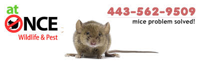 Southeast corner of reisterstown road & northern parkway. Pest Control In Baltimore Md Baltimore Exterminator