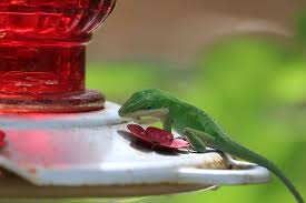 Many russian dishes can benefit that advice is given for safety reasons: Reptile Lizard Green White Red Bird Feeder Wildlife Animal Backyard Close Up Food And Drink Pxfuel