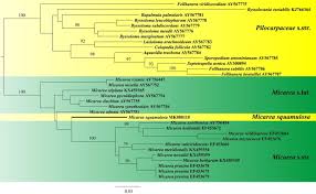 Adaptador portatil de tarjeta de. Fungal Diversity Notes 1036 1150 Taxonomic And Phylogenetic Contributions On Genera And Species Of Fungal Taxa Springerlink