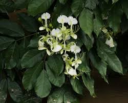 Image result for Berlinia grandiflora