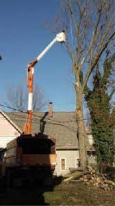 Jason Pence Stump Removal And Tree Service Fort Wayne A Fort Wayne Tree Service Offers Tree Removal See More At Http Tree Service Tree Removal Fort Wayne