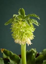 Image result for Eucomis zambesiaca
