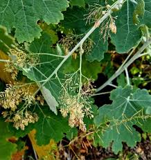 Image result for Macleaya
