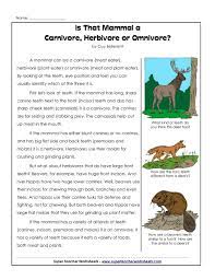 Cycle 2 Week 2 Science Carnivores Herbivores Or Omnivore Carnivores Herbivores Omnivores Herbivore And Carnivore Animal Adaptations