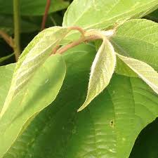 Image result for Hovenia dulcis