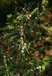 Image result for Tricalysia acocantheroides