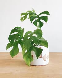 Mini Monstera Rhaphidophora Tetrasperma Big Indoor Plants Big Leaf Plants Plants