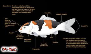 Koi Fish Skeleton Anatomy Diagram Koi Fish External Anatomy Diagram Fish Anatomy Koi Fish Koi