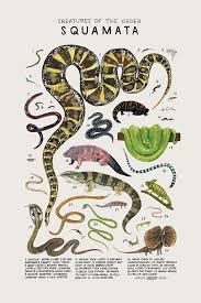 Creatures Of The Order Squamata Vintage Inspired Science Poster By Kelsey Oseid Science Poster Animal Drawings Animal Posters