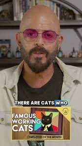 Stella's Cat TV Adventures