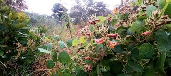 Image result for Fuirena pachyrrhiza