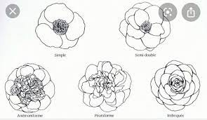 All Credit To The Original Owner Flower Drawing Camellia Flower Camellia