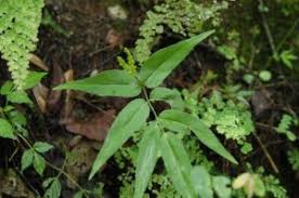 Image result for Schizaeaceae