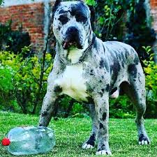 Check What New We Have In Store Love Pitbulls Pitbull Terrier Dog Breeds Beautiful Dogs