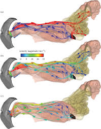 The most common tumor originating in the nasal cavity in dogs is adenocarcinoma, while lymphoma is the most common nasal tumor in cats. The Fluid Dynamics Of Canine Olfaction Unique Nasal Airflow Patterns As An Explanation Of Macrosmia Journal Of The Royal Society Interface