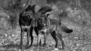 We did not find results for: Hd Wallpaper Black Wolves Face Wild Majestic Black And White Beautiful Wallpaper Flare