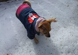 Can Chihuahuas Live In Cold Climates Yes With Coats For Dogs They Can Chihuahua Clothes