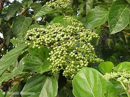 Image result for Premna serratifolia