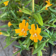 Image result for Mimulus