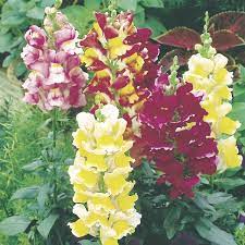 Tall Snapdragon Antirrhinum Majus My Garden Life