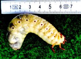 We did not find results for: Imposant Und Gar Nicht Schadlich Nashornkafer Bereichern Die Gartenfauna Industrieverband Agrar