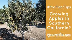 Check spelling or type a new query. Low Chill Fruit Tree Selection Guide Naturehills Com