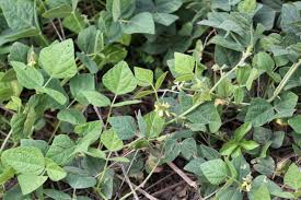 Image result for Rhynchosia resinosa