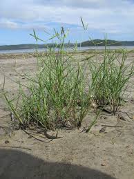 Image result for Paspalum vaginatum