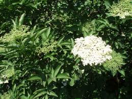 Home / acqua, bibite e succhi / bibite non gassate / sciroppi / mixybar fiori di sanbuco fabbri 1 l. Coltivazioni Forestali Sambuco