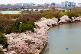 They are available for sale online when dormant or as. Types Of Trees Cherry Blossom Festival U S National Park Service
