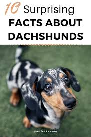 10 Facts You Didn T Know About Doxen Dachshunds Doxin Dog Dog Facts Smartest Dogs