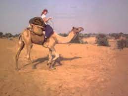 How long does a camel go without water. How To Ride A Camel Youtube