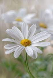 Marguerite White Flowers Beautiful Flowers Daisy Love